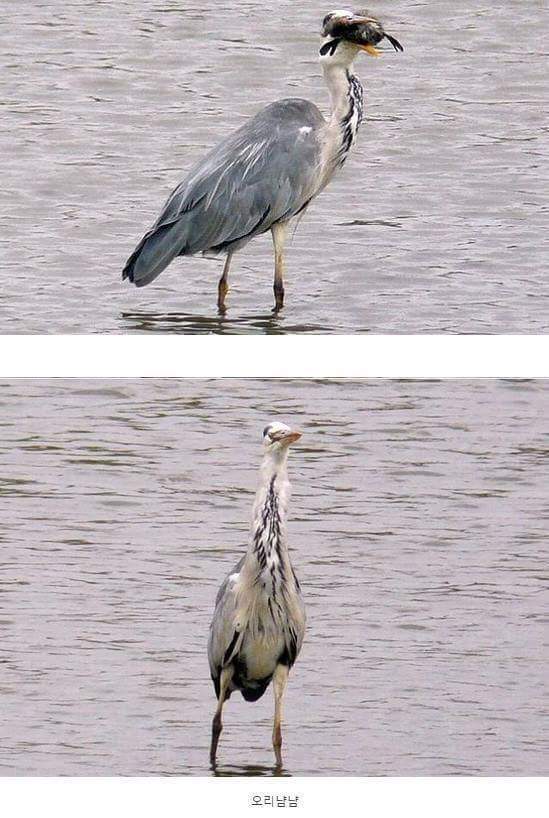 왜가리 먹이ㄷㄷ | 인스티즈