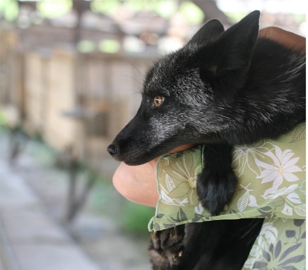 러시아에서 개량한 가축화된 은여우 | 인스티즈