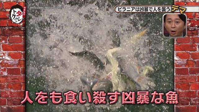 흉폭하고 사람을 씹어먹는 걸로 알려진 피라냐에 대한 진.실. 두둥 (일본예능캡쳐) | 인스티즈