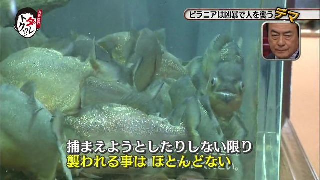 흉폭하고 사람을 씹어먹는 걸로 알려진 피라냐에 대한 진.실. 두둥 (일본예능캡쳐) | 인스티즈