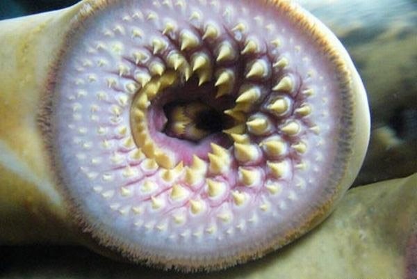 귀여운 칠성장어 신체부위의 대반전 | 인스티즈