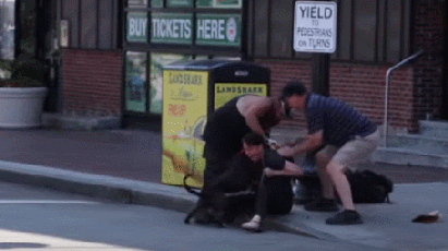 산책 중 핏불 테리어에게 공격 당하는 비글.jpg | 인스티즈