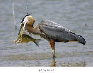 왜가리 먹이ㄷㄷ | 인스티즈