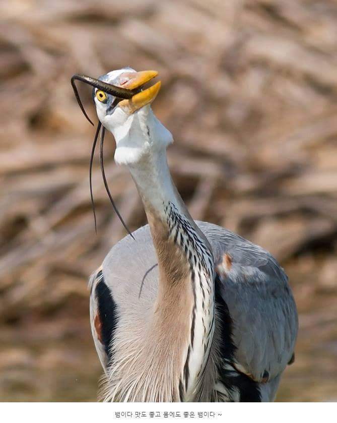 왜가리 먹이ㄷㄷ | 인스티즈