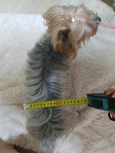 [판] +추가 강아지에게물린 배달원 합의금 사진 | 인스티즈