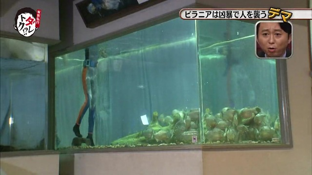 흉폭하고 사람을 씹어먹는 걸로 알려진 피라냐에 대한 진.실. 두둥 (일본예능캡쳐) | 인스티즈