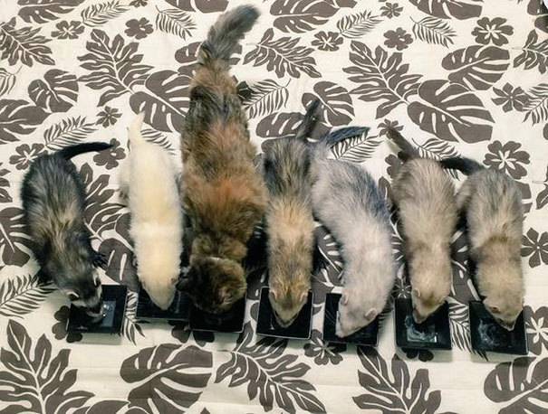 페럿과 함께 자라온 고양이 | 인스티즈