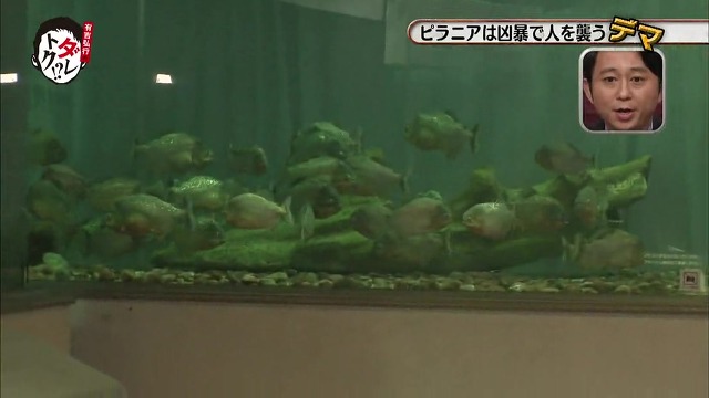 흉폭하고 사람을 씹어먹는 걸로 알려진 피라냐에 대한 진.실. 두둥 (일본예능캡쳐) | 인스티즈