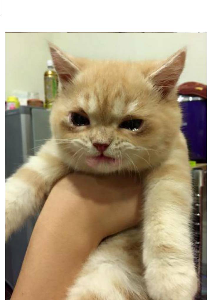 억울하다냥 내가 한게 아냥 | 인스티즈