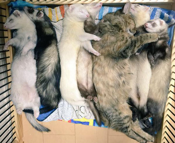페럿과 함께 자라온 고양이 | 인스티즈