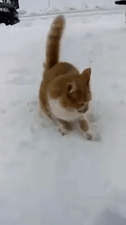 눈이 신기한 고양이.gif | 인스티즈