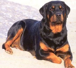 길 가다 마주치면 엄청 무서울 거 같이 생긴 개는? | 인스티즈