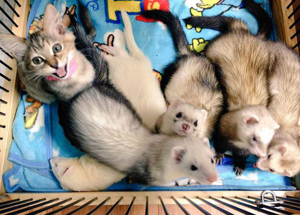 페럿과 함께 자라온 고양이 | 인스티즈