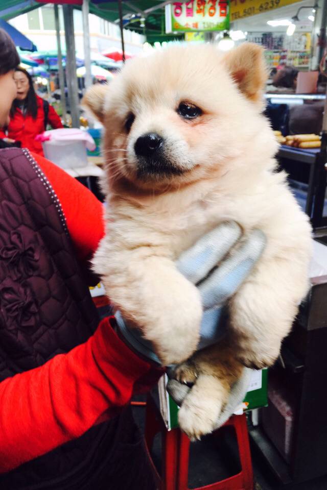 야옹이에게 맞은 멍뭉이 | 인스티즈