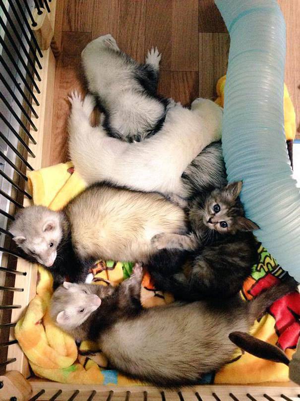 페럿과 함께 자라온 고양이 | 인스티즈