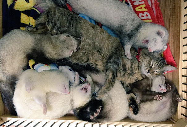 페럿과 함께 자라온 고양이 | 인스티즈