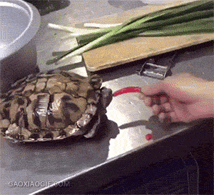 거북이 학대.gif | 인스티즈