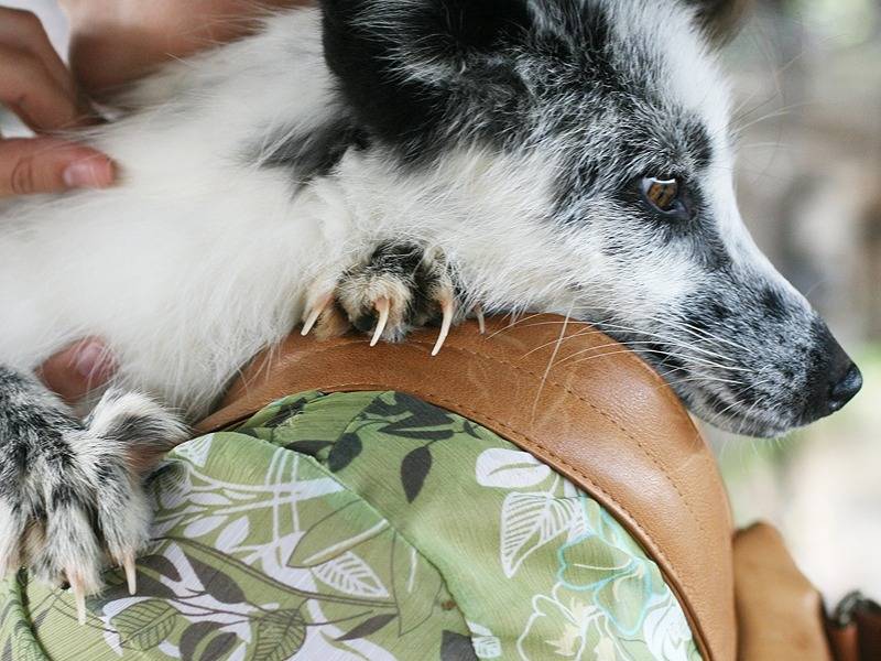 러시아에서 개량한 가축화된 은여우 | 인스티즈