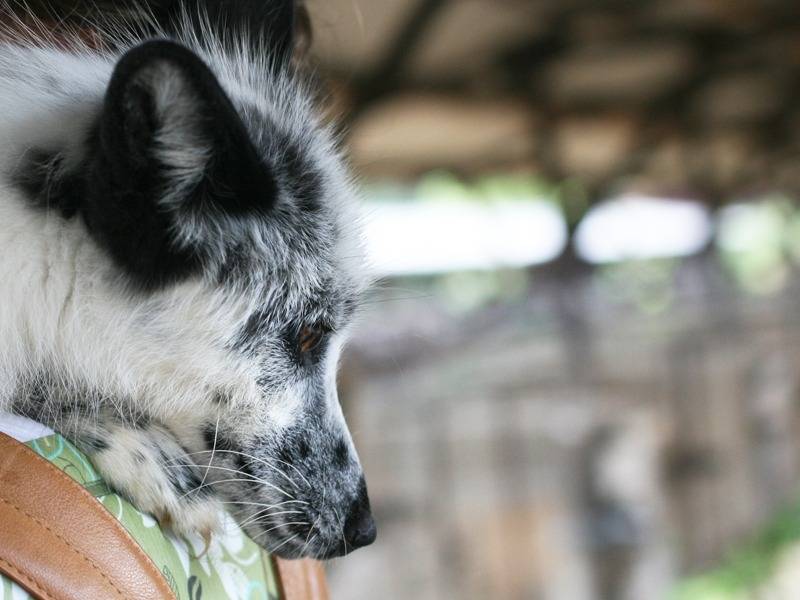 러시아에서 개량한 가축화된 은여우 | 인스티즈