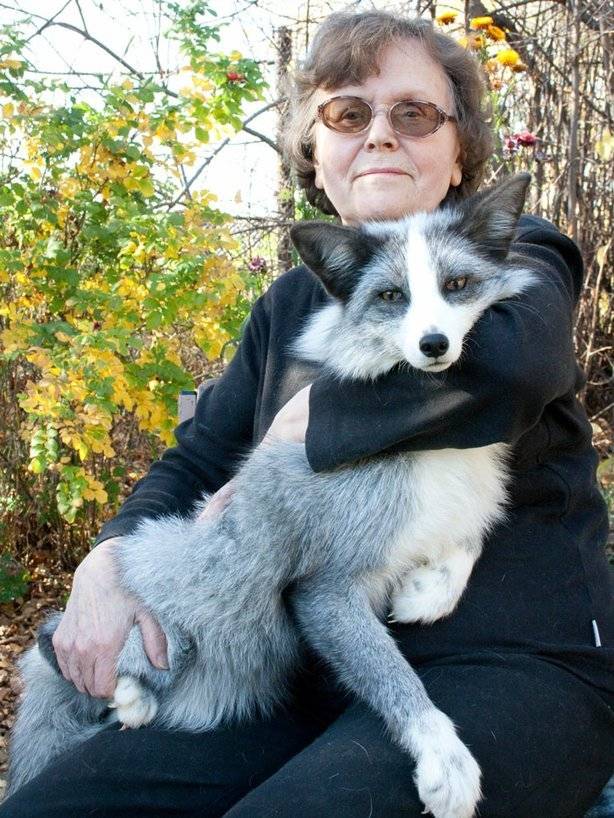 러시아에서 개량한 가축화된 은여우 | 인스티즈