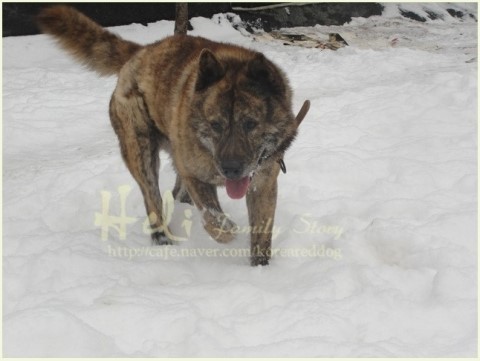 길 가다 마주치면 엄청 무서울 거 같이 생긴 개는? | 인스티즈