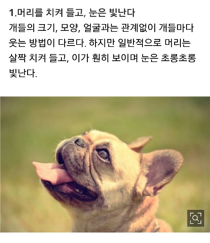 당신의 애완견이 웃고있다는 증거 7가지 | 인스티즈