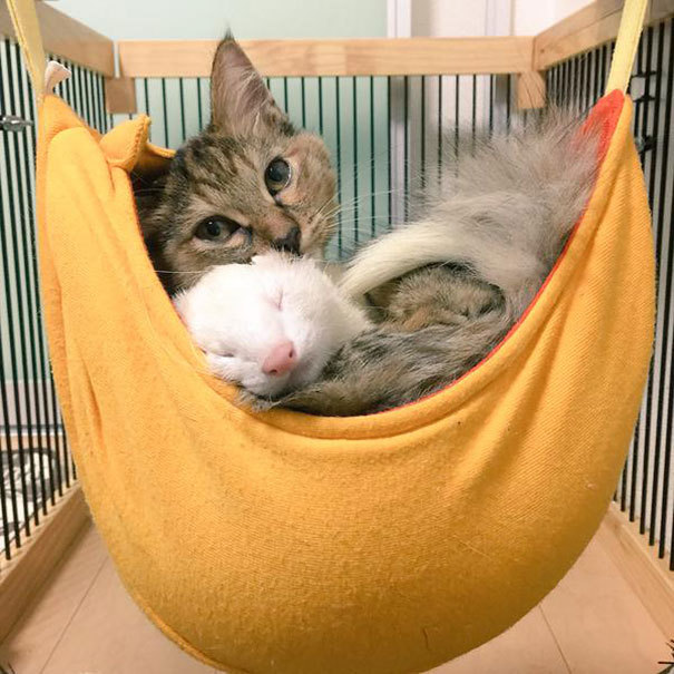 페럿과 함께 자라온 고양이 | 인스티즈
