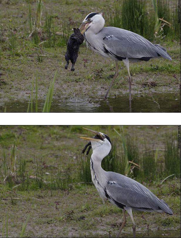 왜가리 먹이ㄷㄷ | 인스티즈