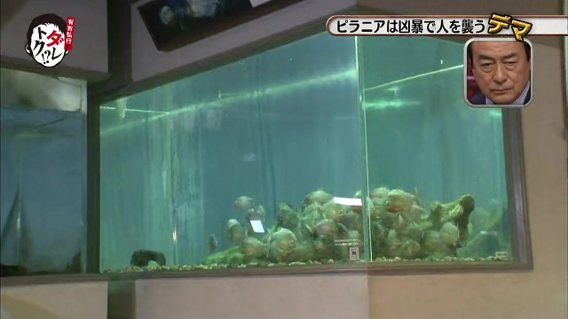 흉폭하고 사람을 씹어먹는 걸로 알려진 피라냐에 대한 진.실. 두둥 (일본예능캡쳐) | 인스티즈