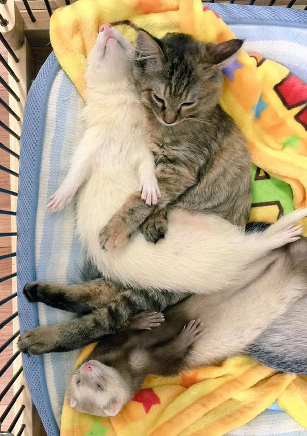 페럿과 함께 자라온 고양이 | 인스티즈