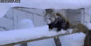 세기의 귀여움 대결 아기 판다 VS 레드 판다 | 인스티즈