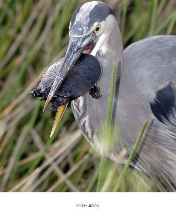 왜가리 먹이ㄷㄷ | 인스티즈