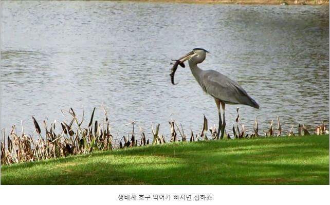 왜가리 먹이ㄷㄷ | 인스티즈