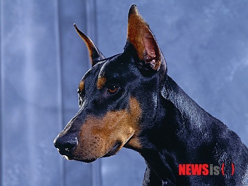 길 가다 마주치면 엄청 무서울 거 같이 생긴 개는? | 인스티즈