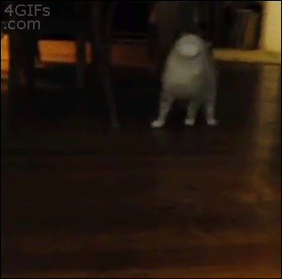 쩌는 고양이들.gif | 인스티즈