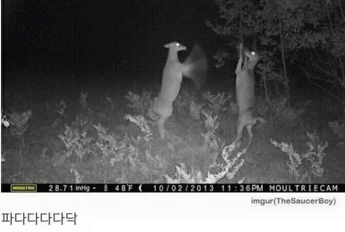 사슴들이 밤에 하는일 | 인스티즈