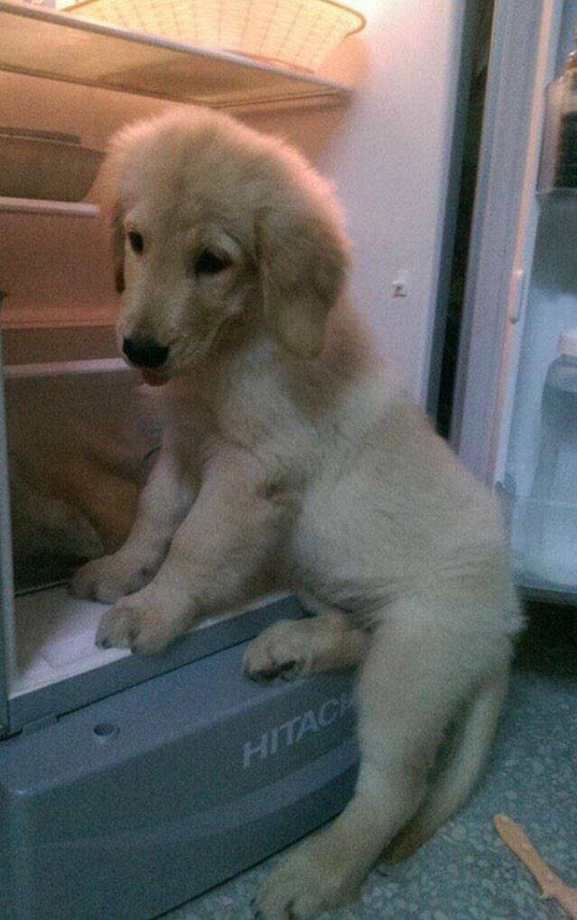 덩치 큰 개들도 자기가 애기인줄 앎.jpg (feat. 대형견의 짱덕포인트) | 인스티즈