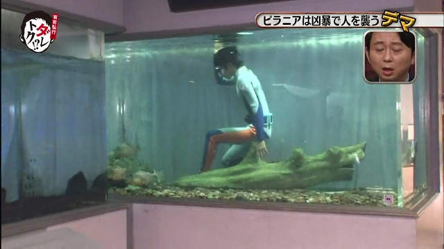 흉폭하고 사람을 씹어먹는 걸로 알려진 피라냐에 대한 진.실. 두둥 (일본예능캡쳐) | 인스티즈