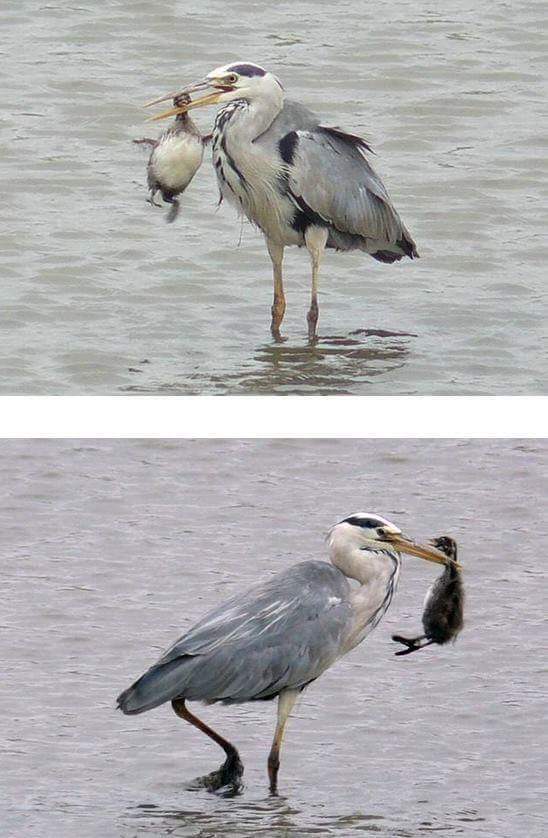 왜가리 먹이ㄷㄷ | 인스티즈