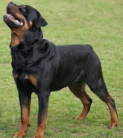 길 가다 마주치면 엄청 무서울 거 같이 생긴 개는? | 인스티즈