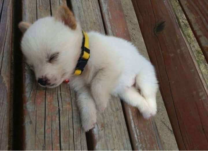 아무데서나 잘 자는 공대생 강아지 | 인스티즈