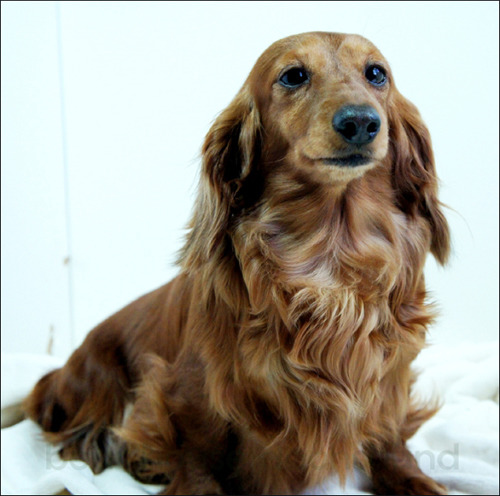 견종 이야기 - 닥스훈트 | 인스티즈