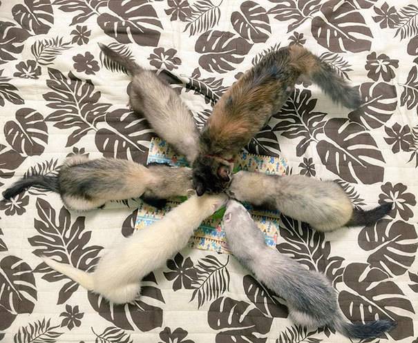 페럿과 함께 자라온 고양이 | 인스티즈