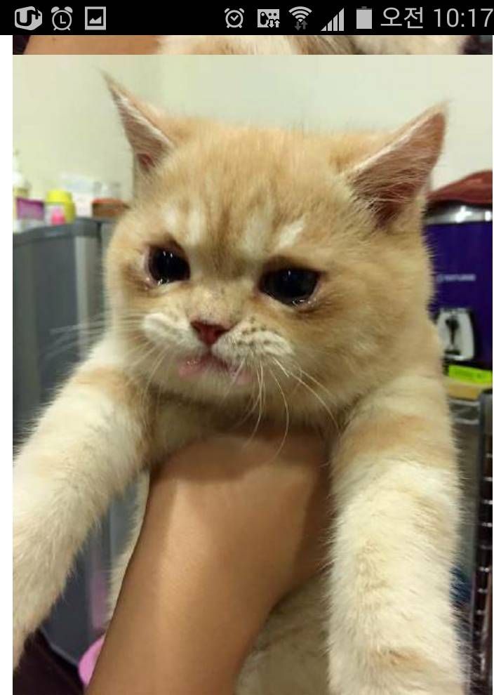 억울하다냥 내가 한게 아냥 | 인스티즈