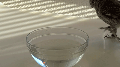 보송이가 목욕하는법.gif(조류주의) | 인스티즈