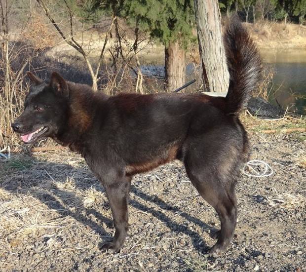 길 가다 마주치면 엄청 무서울 거 같이 생긴 개는? | 인스티즈