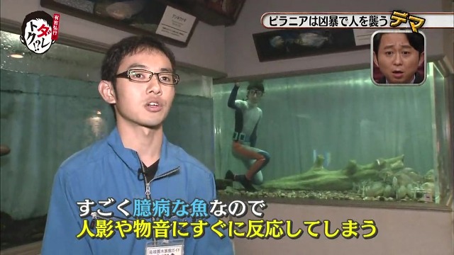 흉폭하고 사람을 씹어먹는 걸로 알려진 피라냐에 대한 진.실. 두둥 (일본예능캡쳐) | 인스티즈