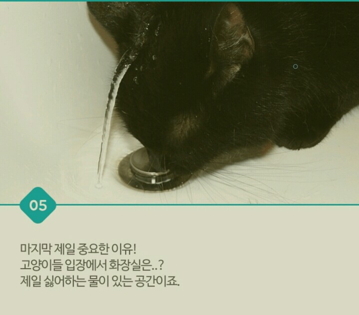 고양이가 화장실 문앞에서 기다리는 이유 | 인스티즈