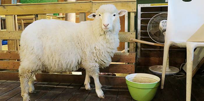 Part.2 데이트하기 좋은 이색&테마 카페 모음 합정/상수/홍대 | 인스티즈