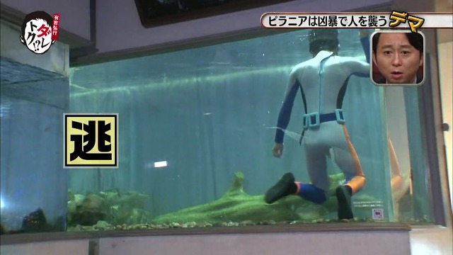 흉폭하고 사람을 씹어먹는 걸로 알려진 피라냐에 대한 진.실. 두둥 (일본예능캡쳐) | 인스티즈